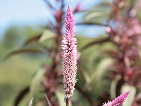 Celosia argentea