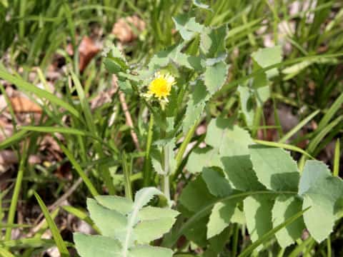 Sonchus oleraceus