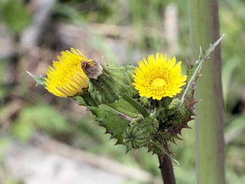 Sonchus oleraceus