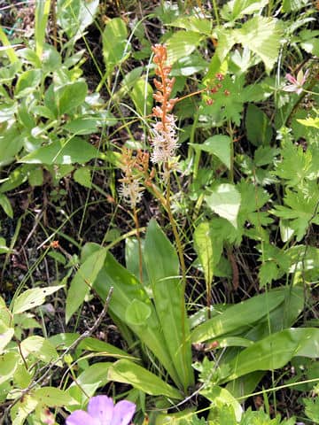 Metanarthecium luteo-viride