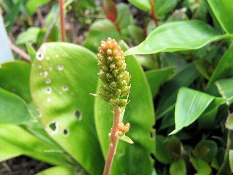 Metanarthecium luteo-viride