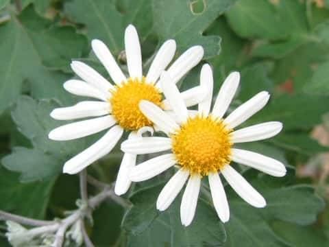 Chrysanthemum occidentali-japonense