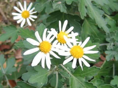 Chrysanthemum occidentali-japonense