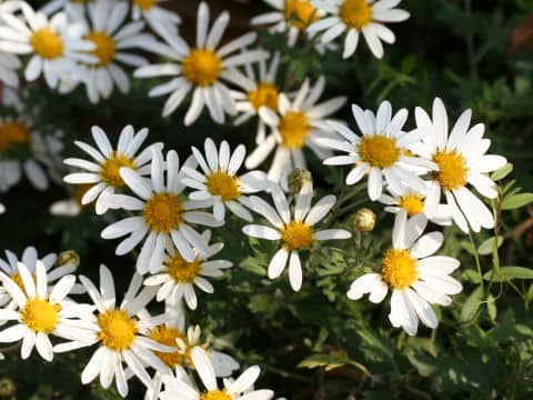 Chrysanthemum occidentali-japonense