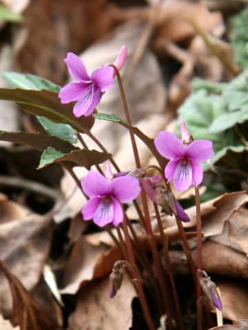 Viola yedoensis