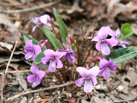 Viola yedoensis