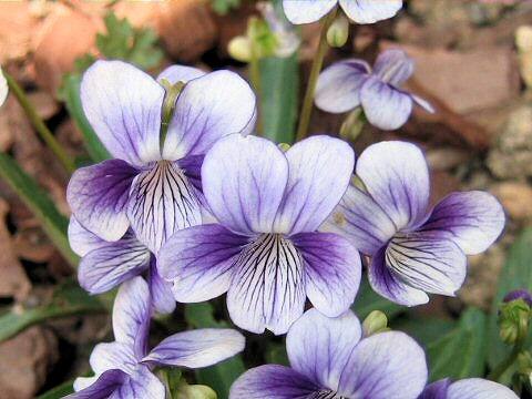Viola yedoensis