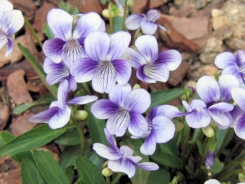 Viola yedoensis