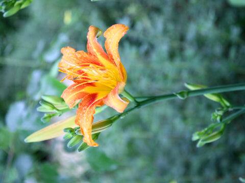 Hemerocallis fulva var. longituba