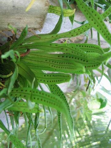 Lepisorus thunbergianus