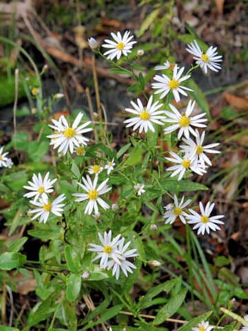 Aster ovatus var. ovatus