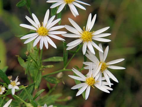 Aster ovatus var. ovatus