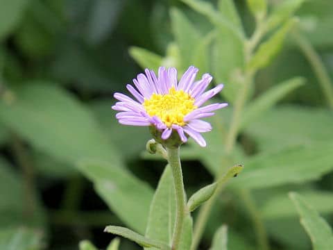 Aster ovatus var. ovatus