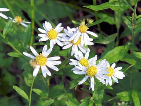 Aster ovatus var. ovatus