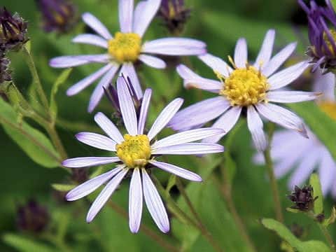 Aster ovatus var. ovatus