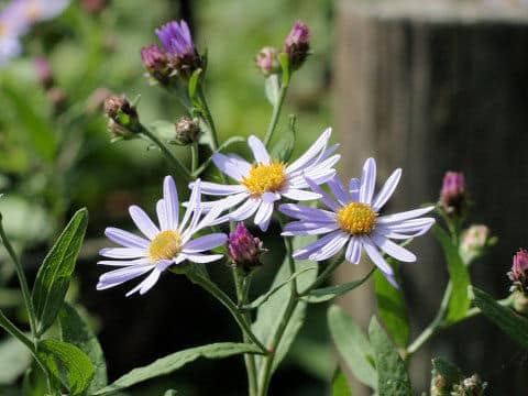 Aster ovatus var. ovatus