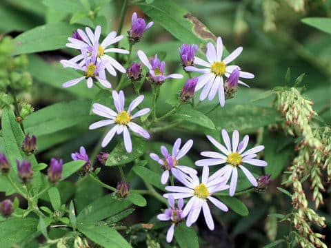 Aster ovatus var. ovatus