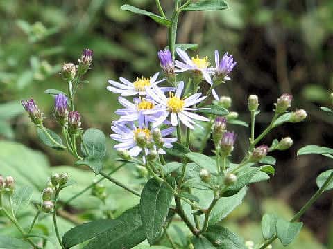 Aster ovatus var. ovatus
