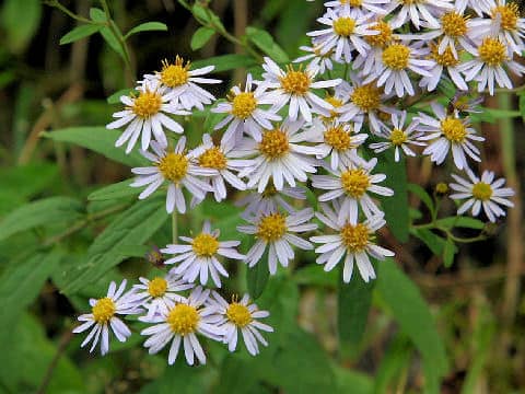Aster ovatus var. ovatus
