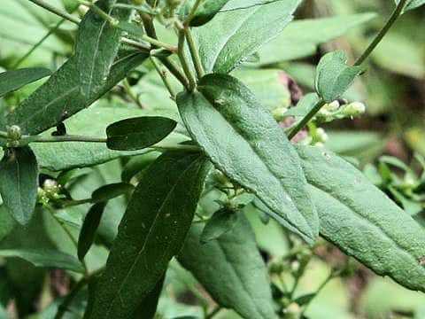 Aster ovatus var. ovatus