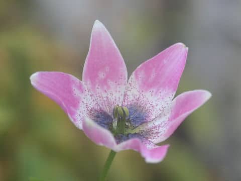 Nomocharis saluenensis