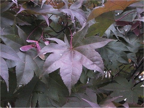 Acer amoenum cv. Sanguineum