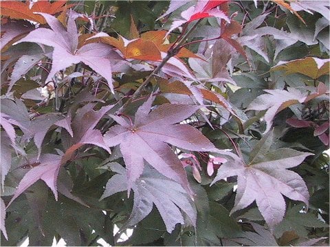 Acer amoenum cv. Sanguineum