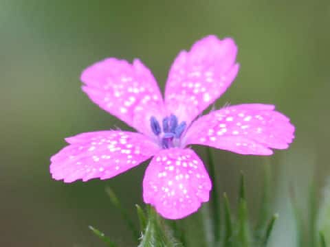 Dianthus armeria