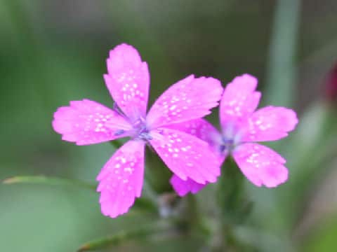 Dianthus armeria