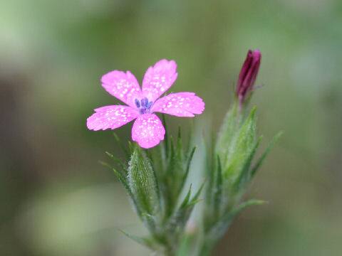 Dianthus armeria