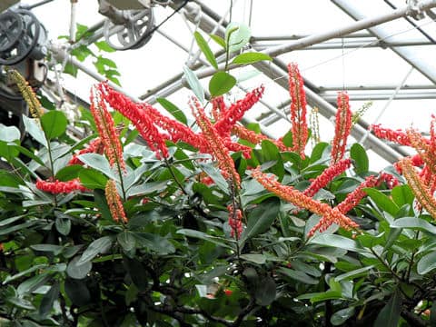 Norantea guianensis
