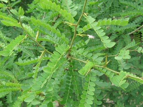 Gleditsia heterophylla