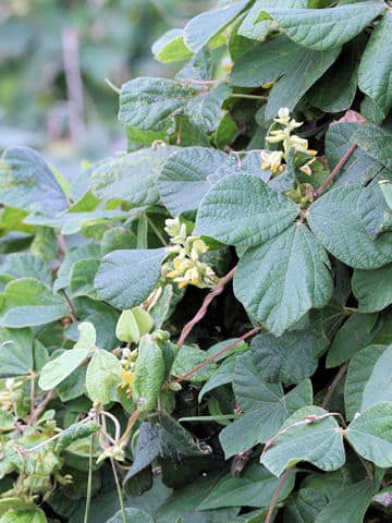 Dumasia truncata
