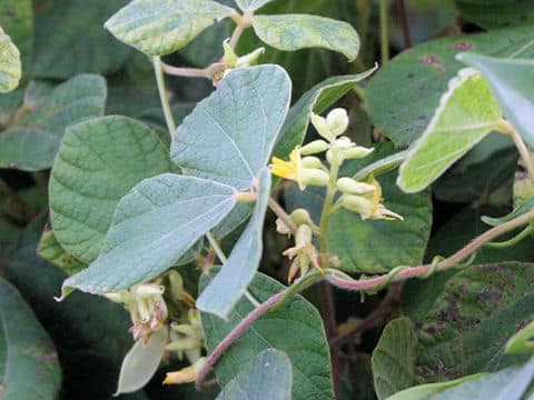 Dumasia truncata