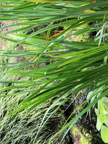 Iris ensata var. spontanea