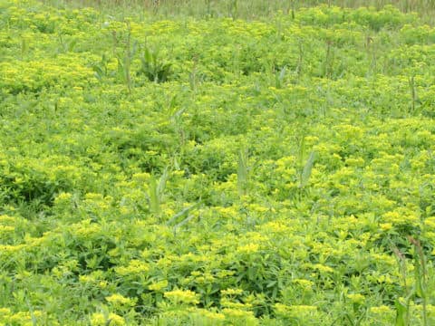 Euphorbia adenochlora