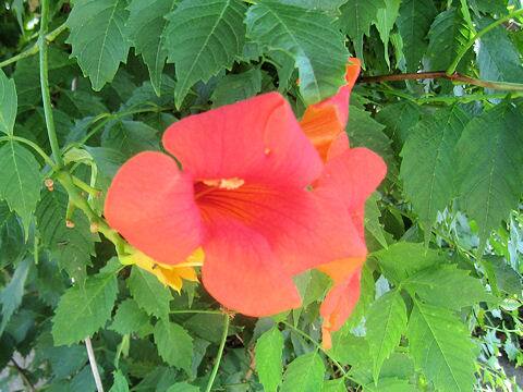 Campsis grandiflora