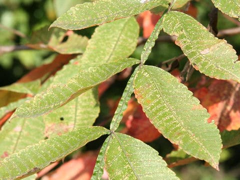 Rhus javanica