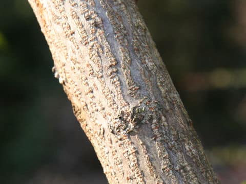 Rhus javanica