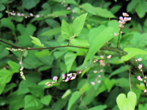 Desmodium oxyphyllum