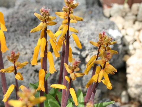 Lachenalia aloides var. aurea