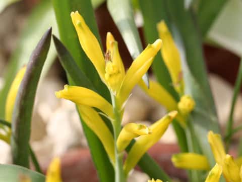 Lachenalia reflexa