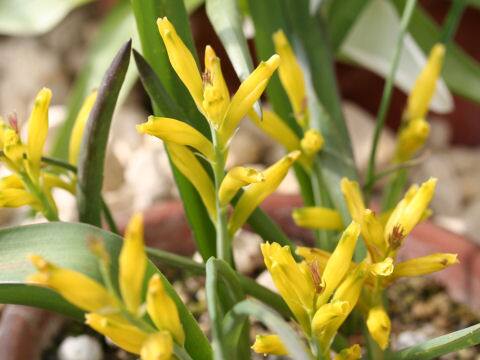 Lachenalia reflexa