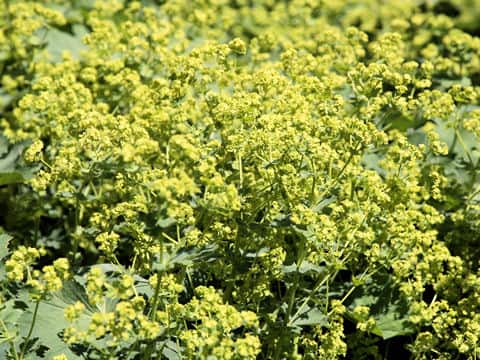Alchemilla vulgaris