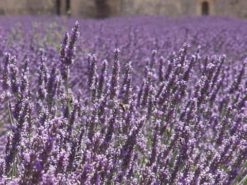 Lavandula angustifolia