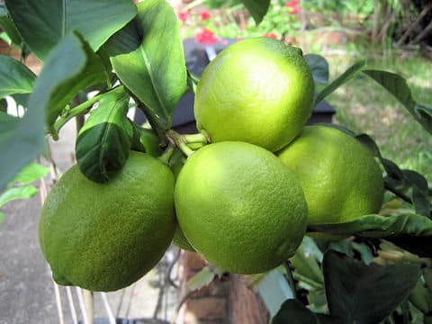 Citrus limon