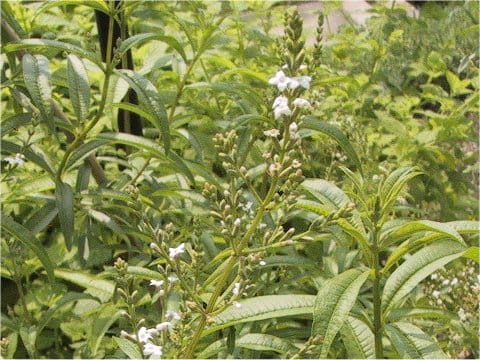 Lippia citriodora