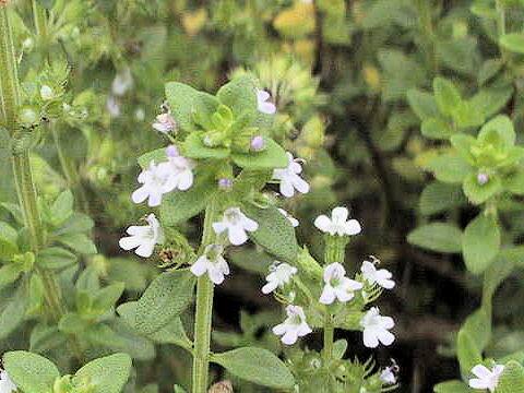 Thymus x citridorus