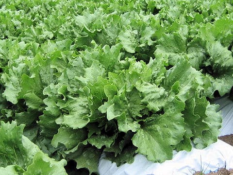 Lactuca sativa var. capitata