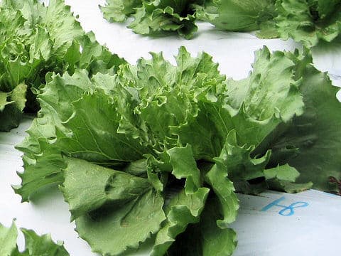 Lactuca sativa var. capitata